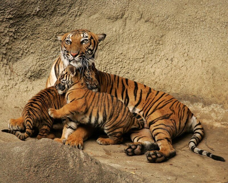 Tiger Mother with Cubs — Orange