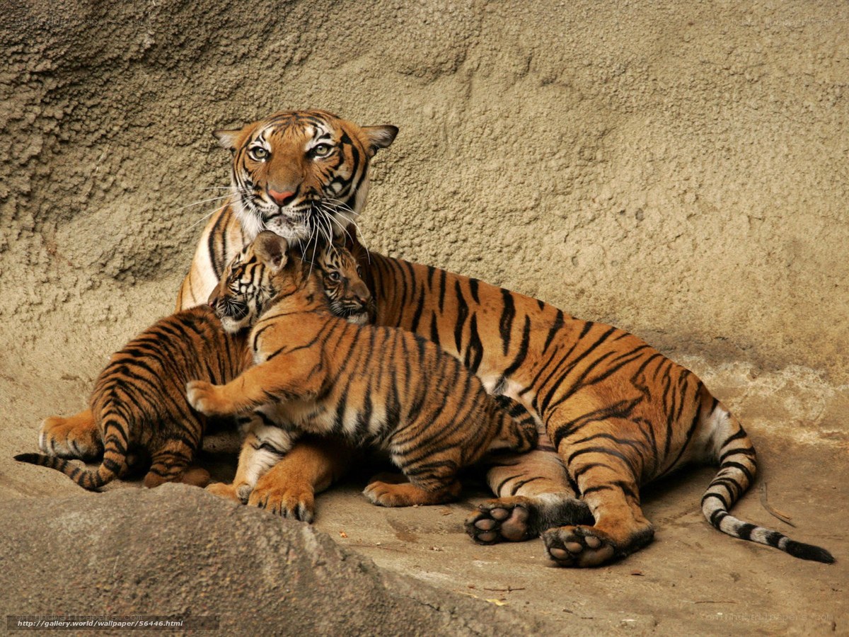 Tiger mother with cubs