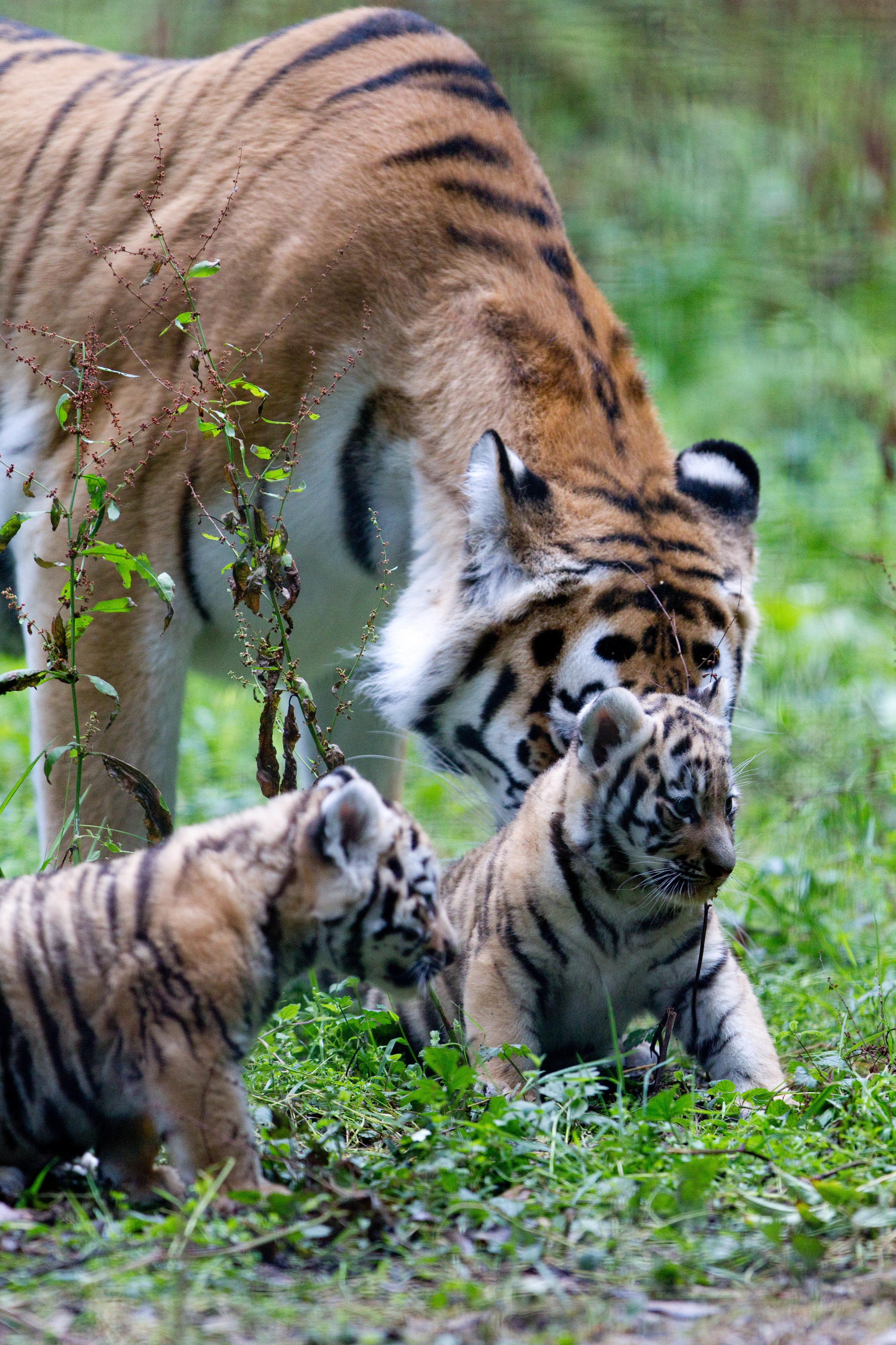 Tiger mother with her cubs
