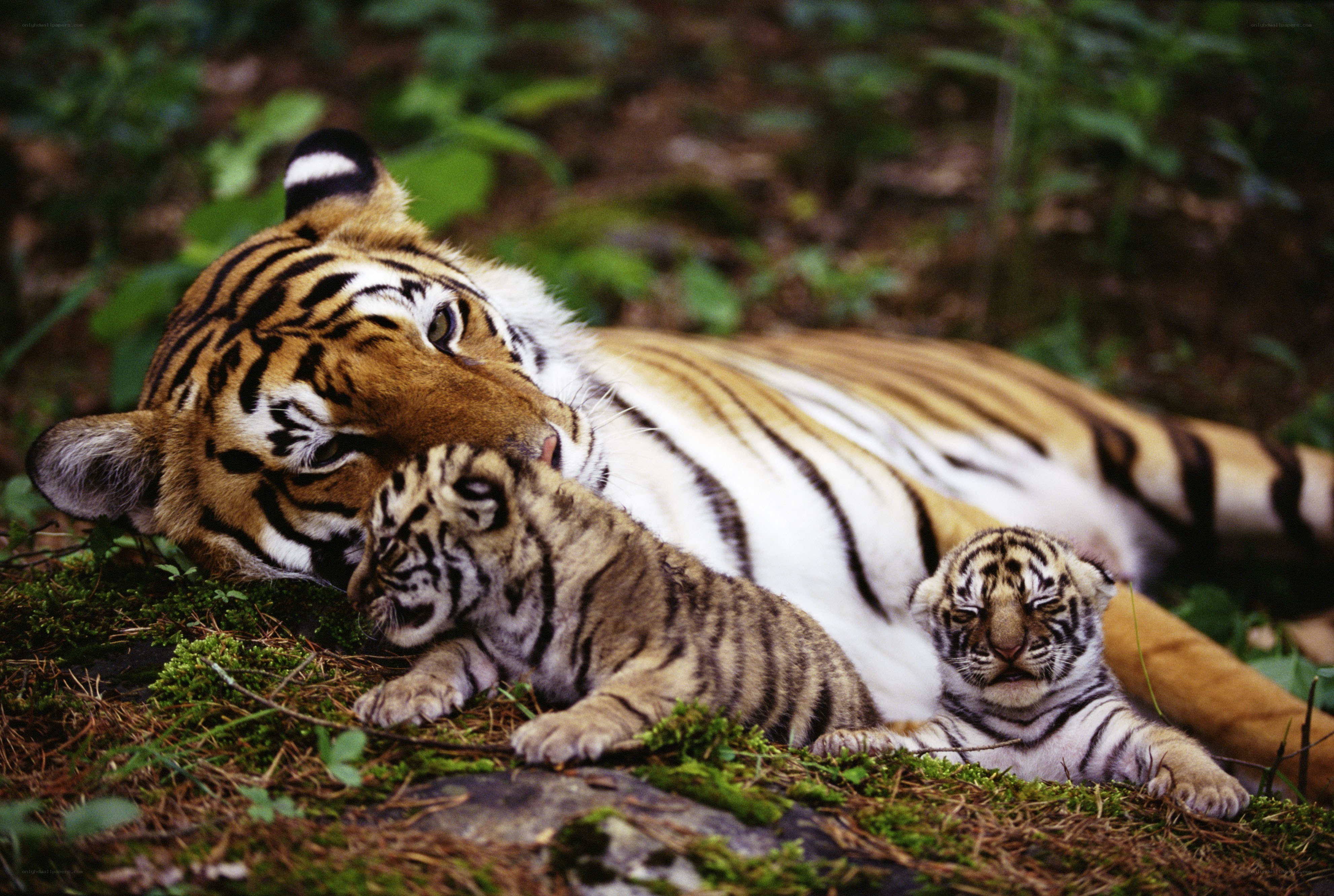 Tiger mother with her cubs