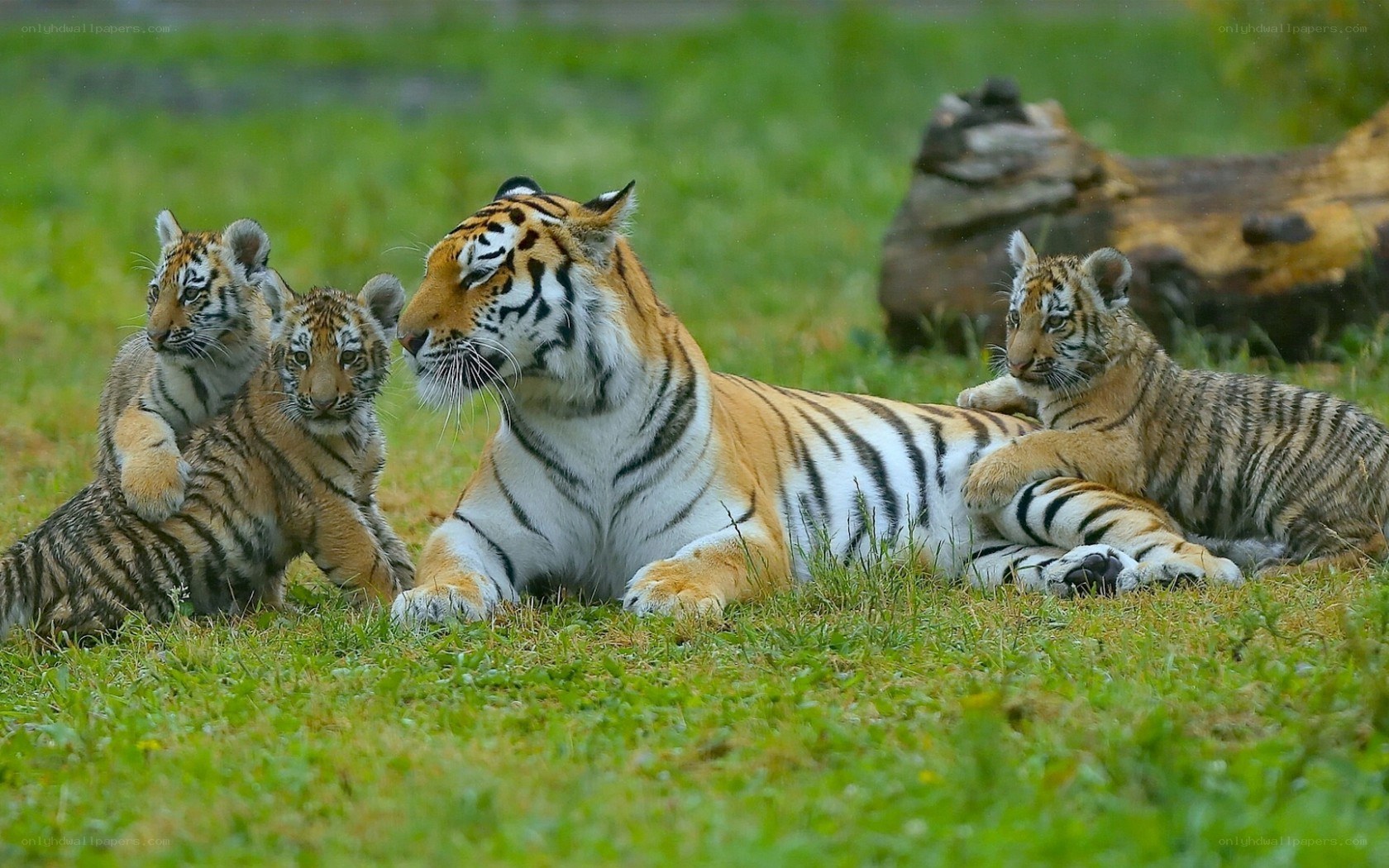 Tiger mother with her cubs