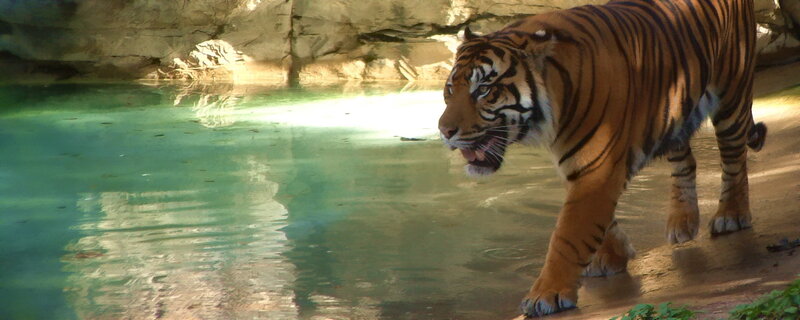 tiger near a pond