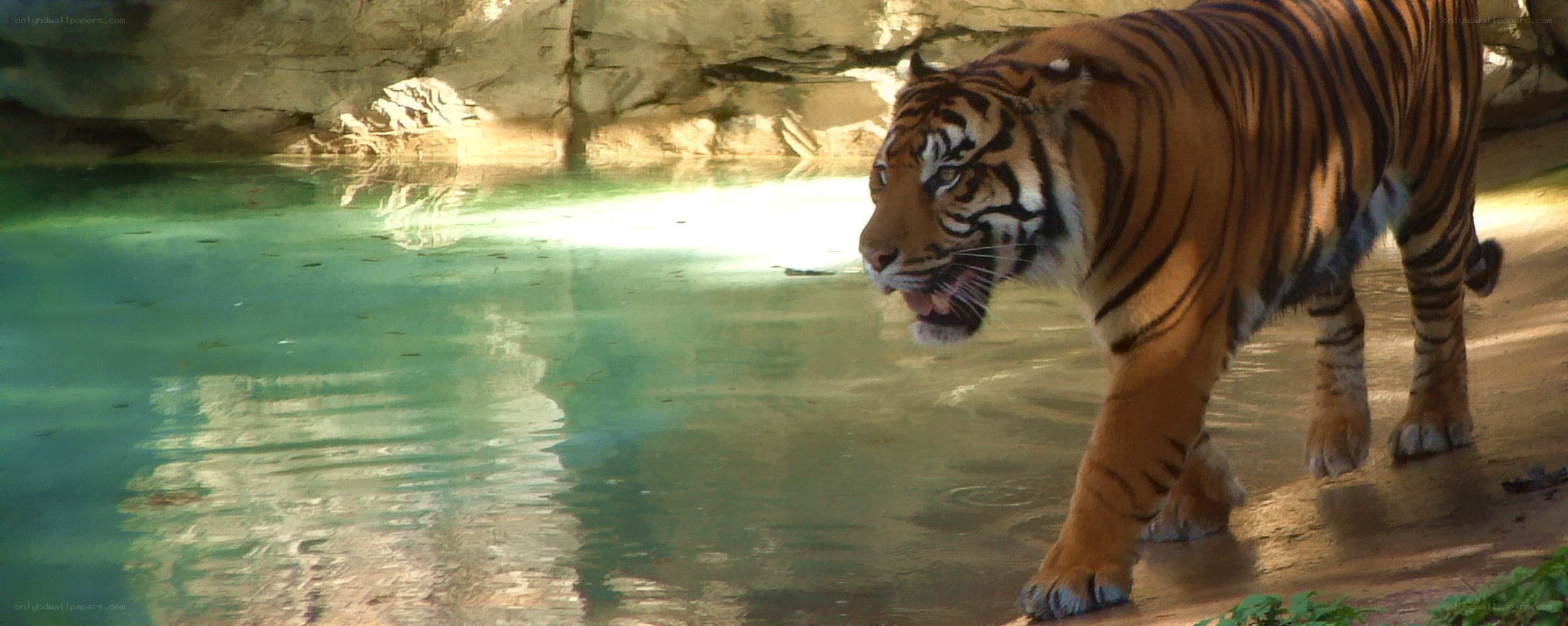 tiger near a pond