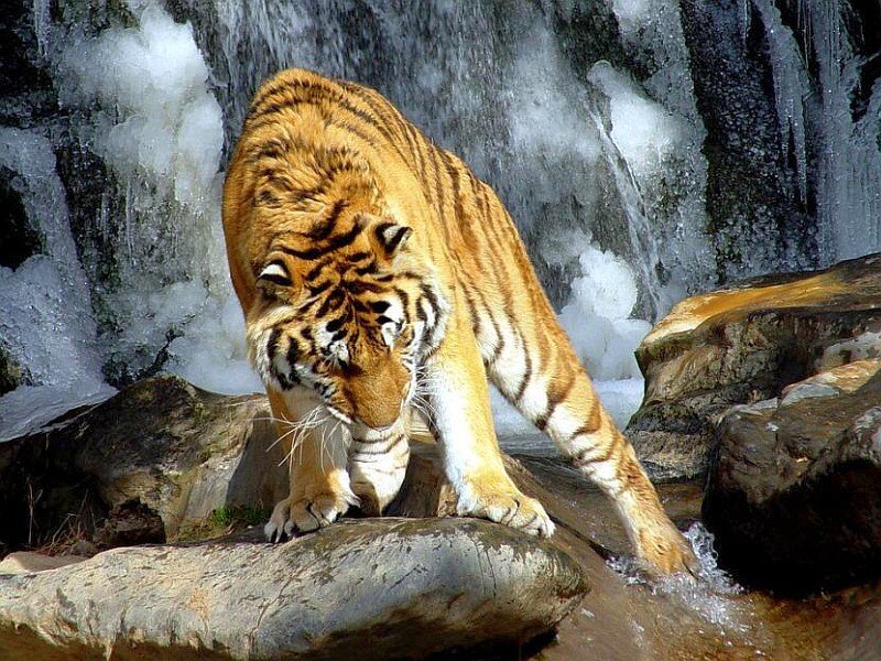 Tiger near a waterfall