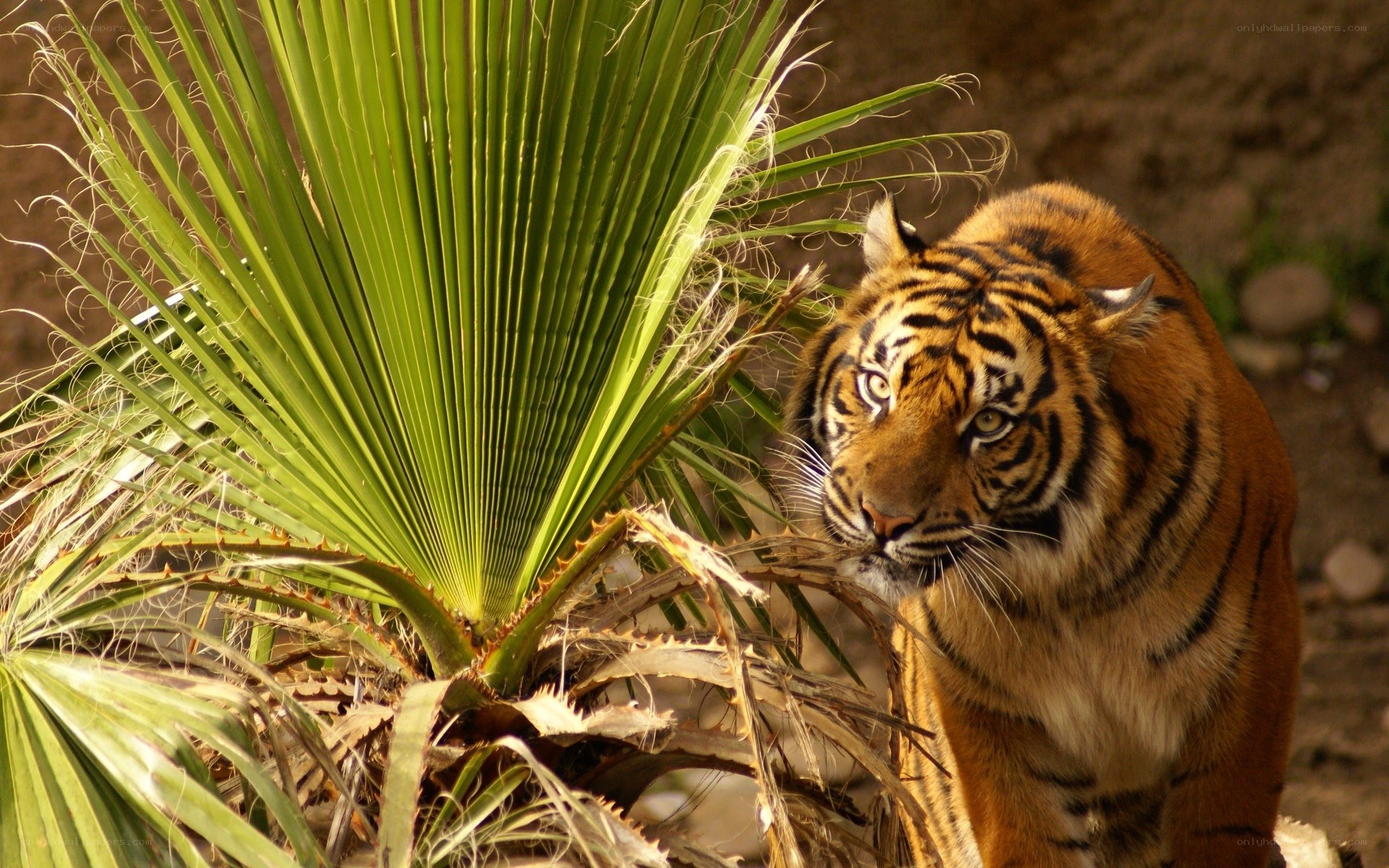 tiger near palm frond