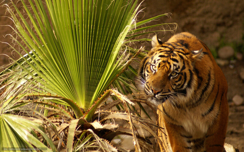 tiger near palm plant