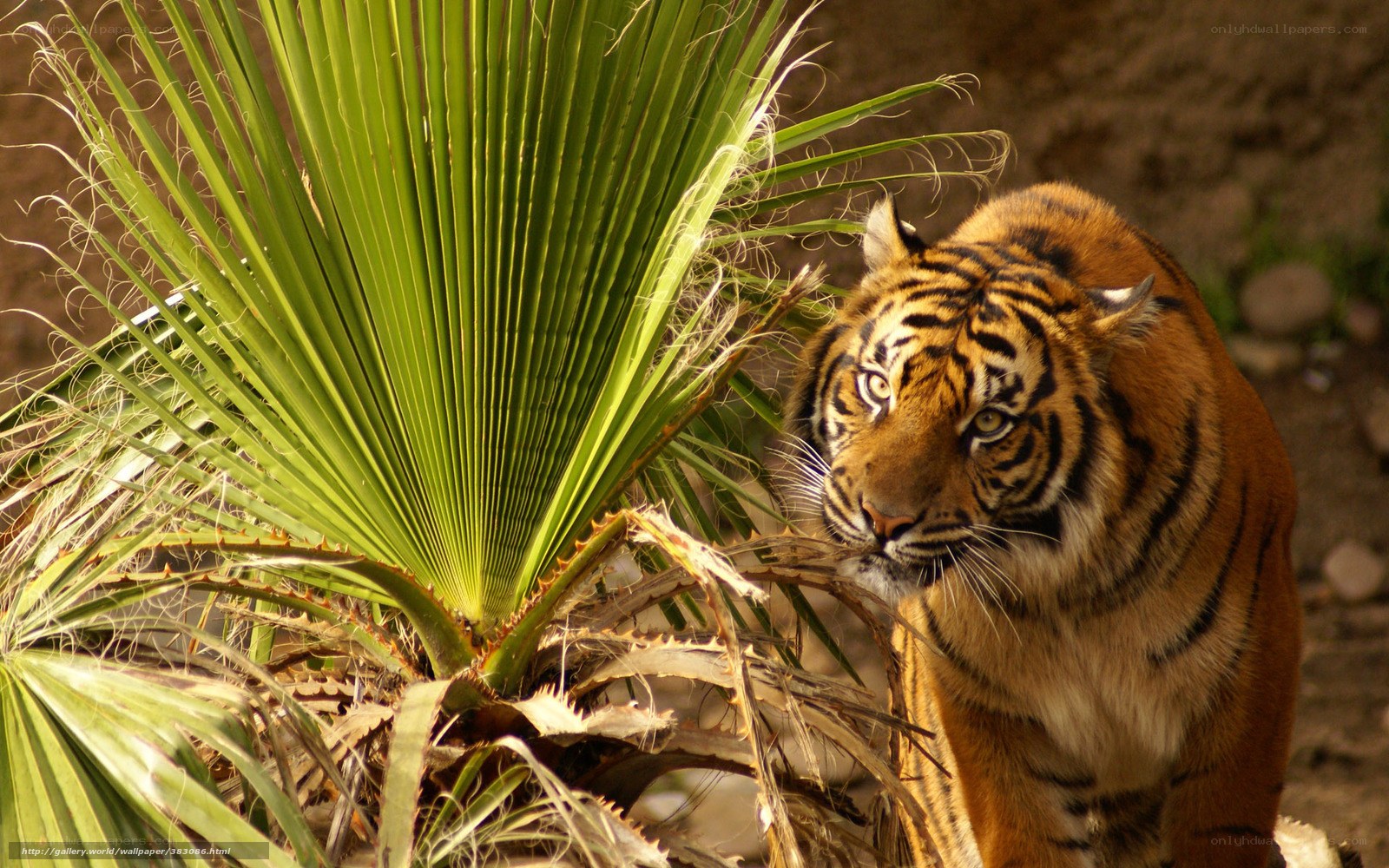 tiger near palm plant