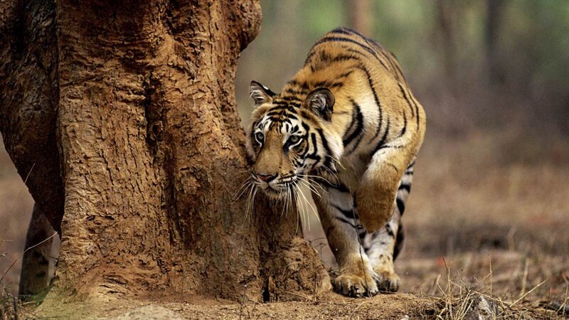 Tiger Near Tree — Brown