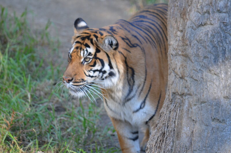 Tiger Near Tree