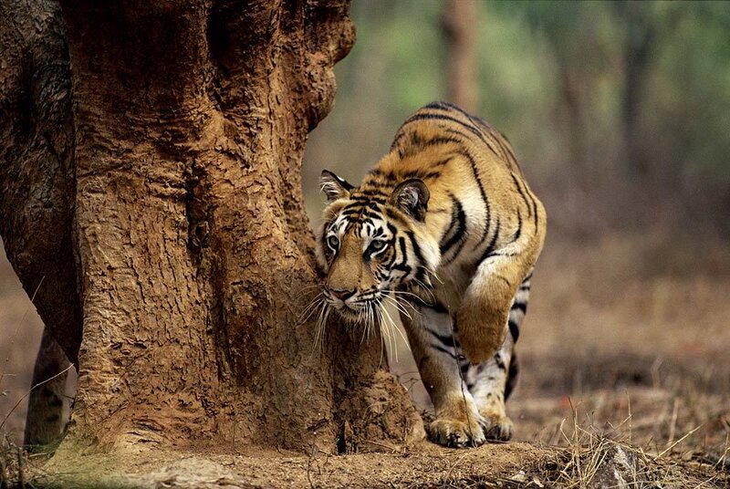 Tiger near tree trunk