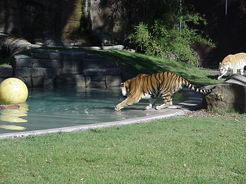 Tiger Near Water Pool