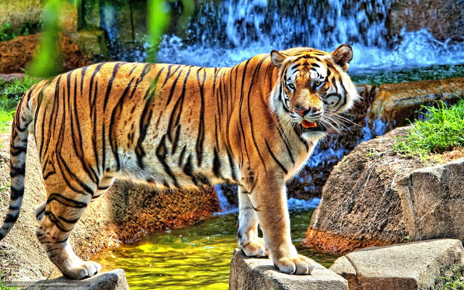 Tiger near waterfall