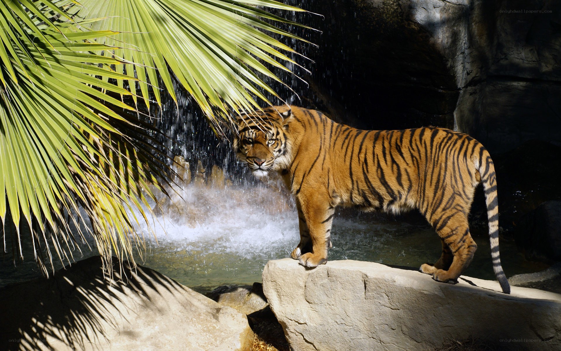 Tiger near waterfall