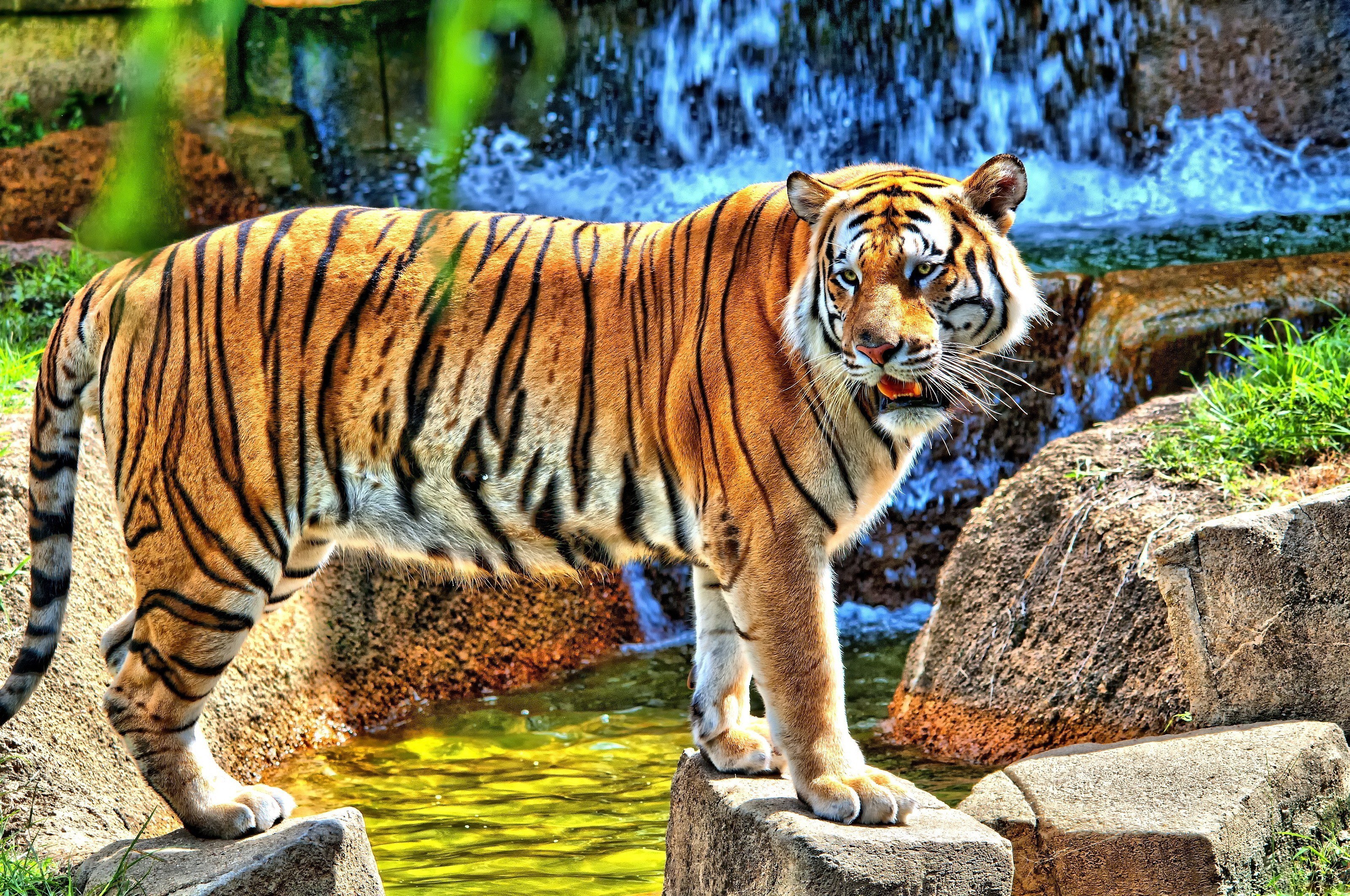 Tiger near waterfall
