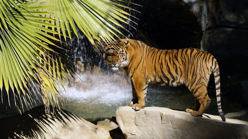 Tiger Near Waterfall — Orange, Dramatic, Afternoon, Photograph