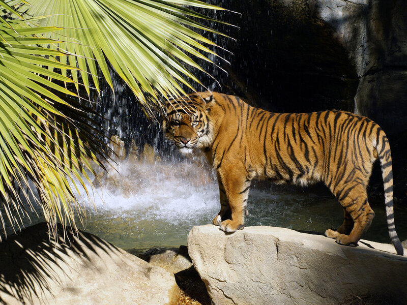 Tiger Near Waterfall — Orange, Dramatic