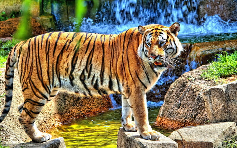 Tiger Near Waterfall — Orange, Natural, Afternoon, Photograph, Rocks