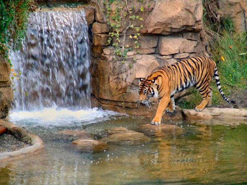 Tiger Near Waterfall — Orange, Natural, Afternoon, Photograph