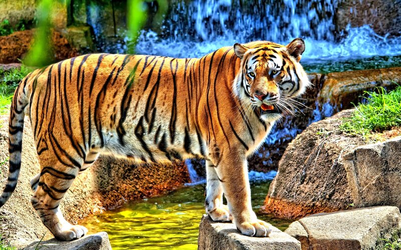 Tiger Near Waterfall — Orange, Natural, Afternoon