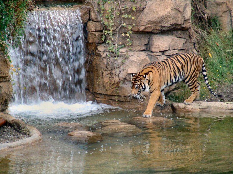 Tiger Near Waterfall — Orange, Natural