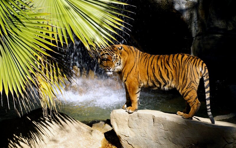 Tiger Near Waterfall — Orange