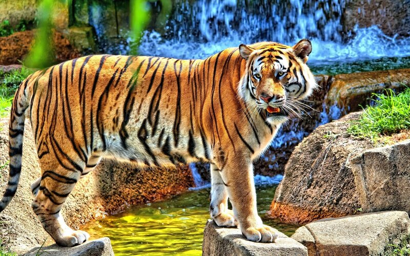 Tiger near waterfall