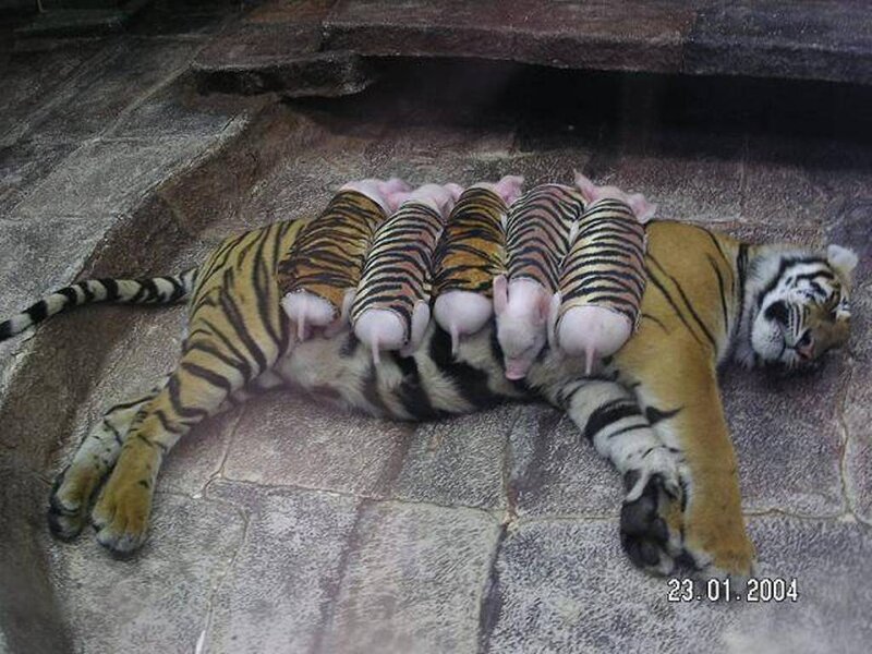Tiger Nursing Piglets