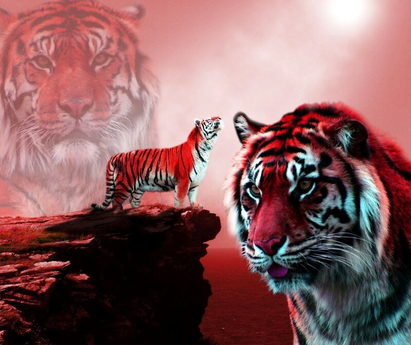 Tiger on a Cliff