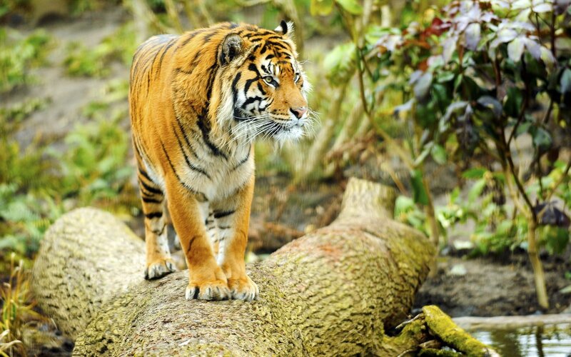 tiger on a log in forest
