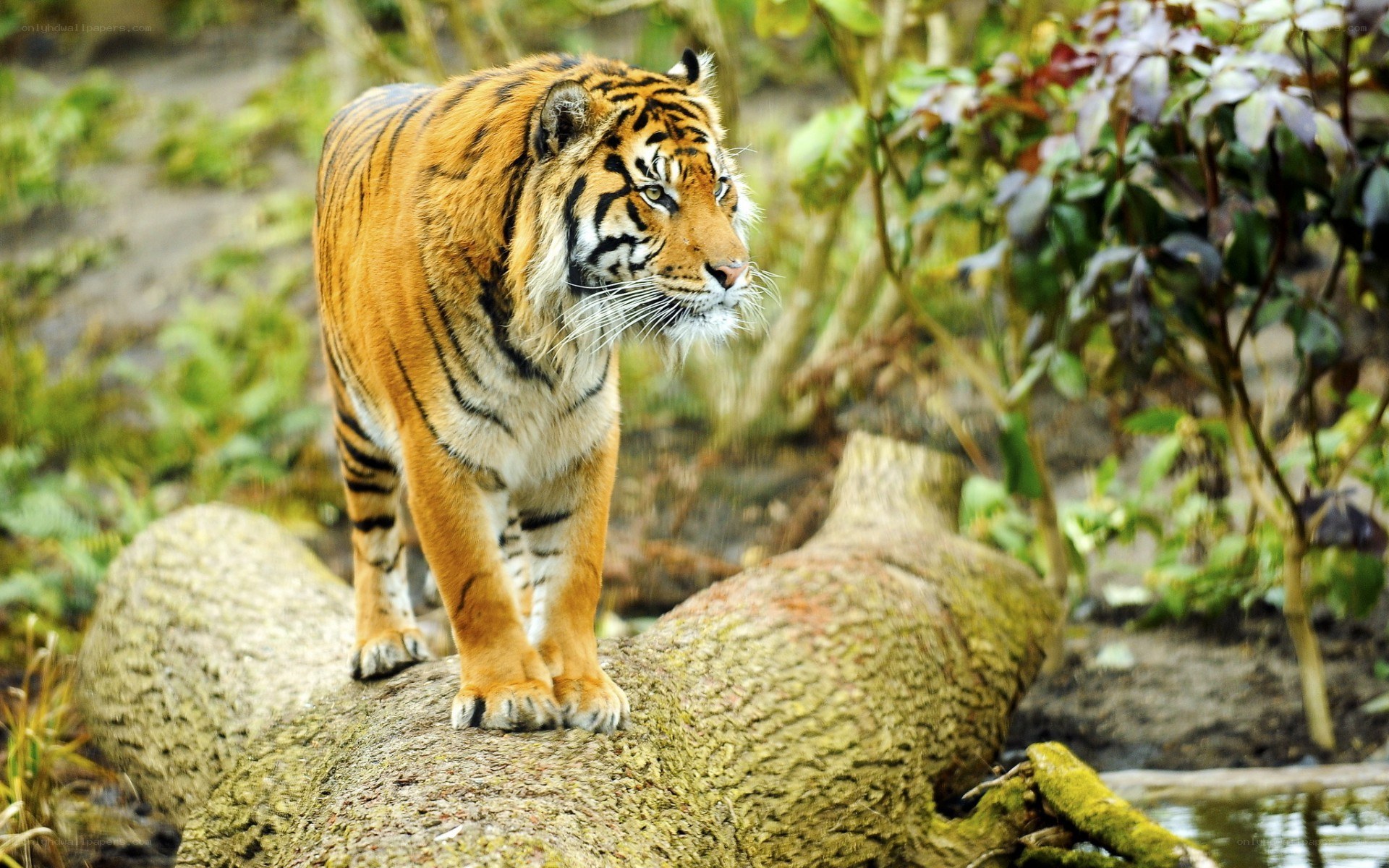 tiger on a log in forest
