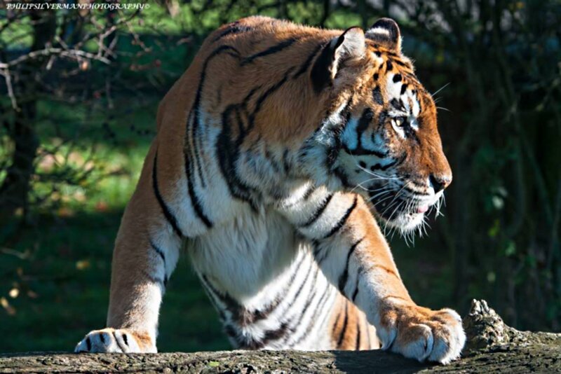 Tiger on a Log — Orange, Alert