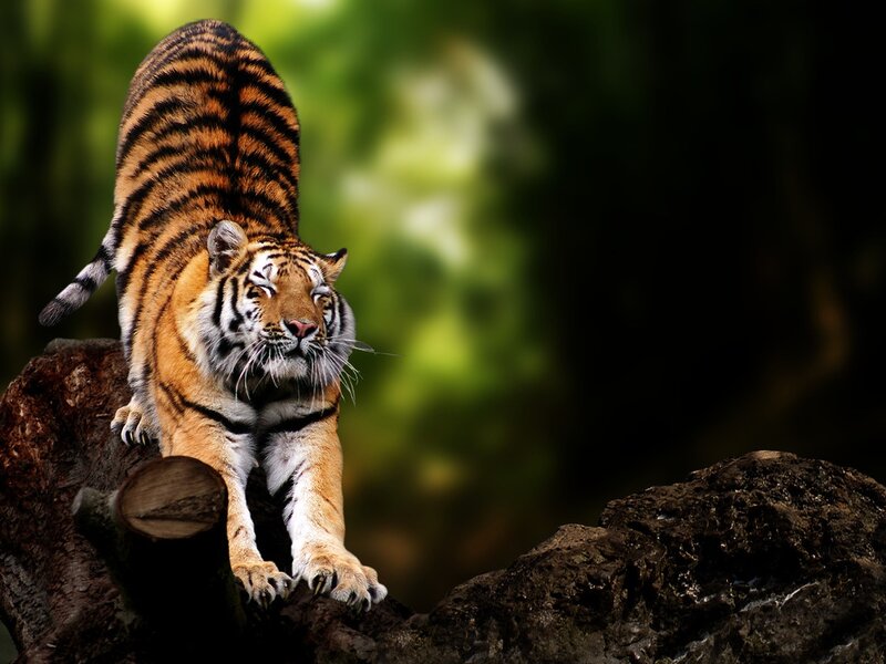 Tiger on a Log — Orange