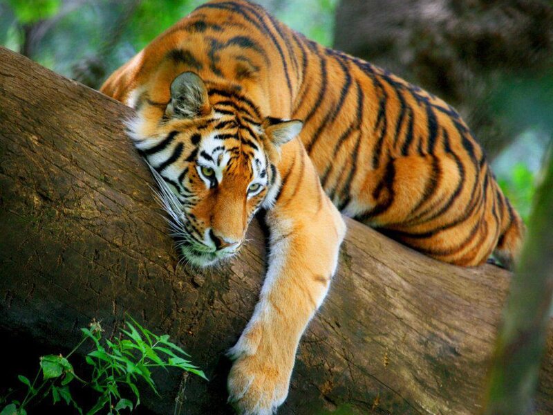 Tiger on a Log