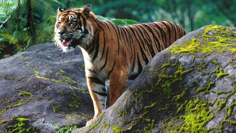 Tiger on a mossy rock