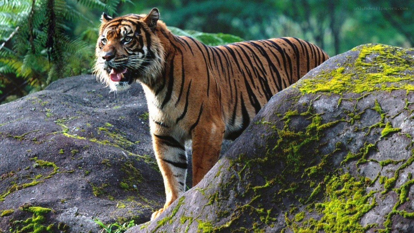 Tiger on a mossy rock