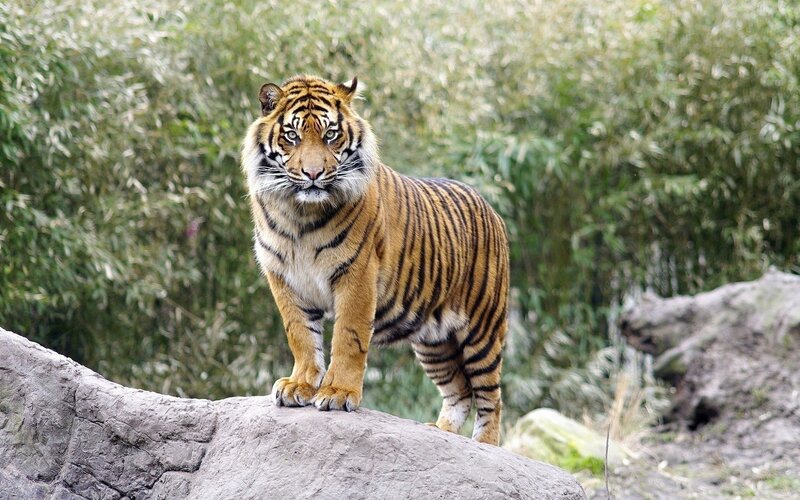 Tiger on a rock