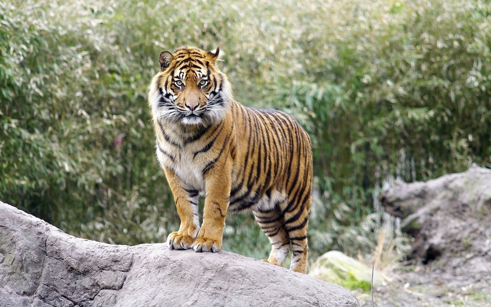 Tiger on a rock