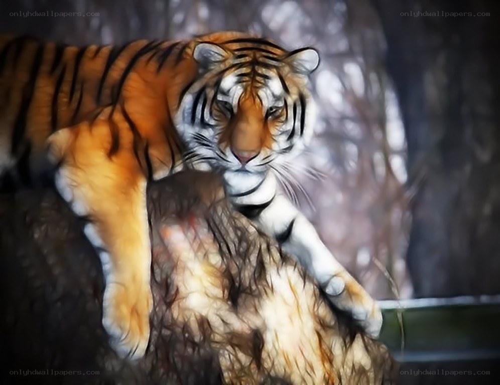 tiger on a rock