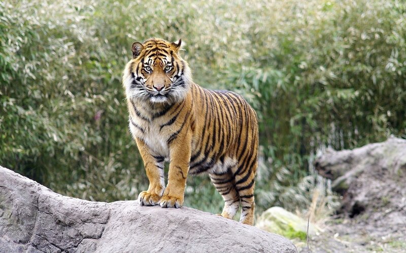 Tiger on a Rock — Orange, Alert, Afternoon