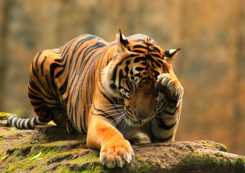 Tiger on a Rock — Orange, Alert