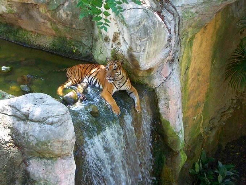 Tiger on a Rock — Orange, Calm, Afternoon, Photograph