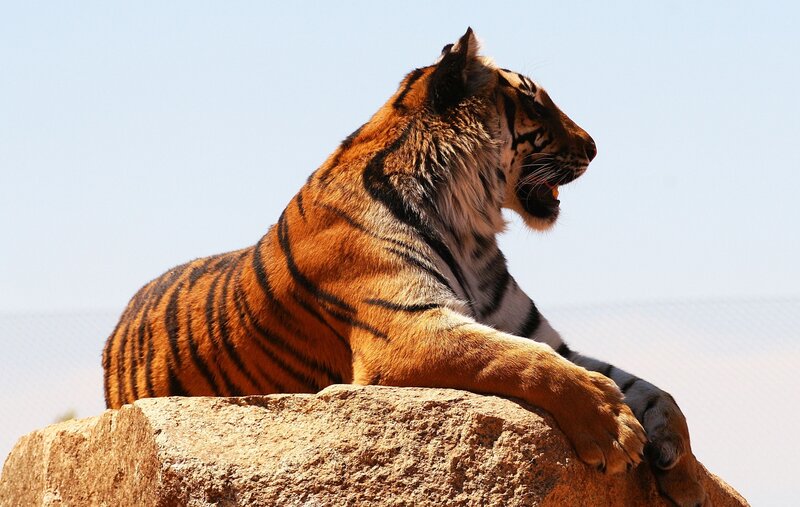 Tiger on a Rock — Orange, Calm, Afternoon