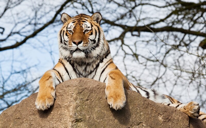 Tiger on a Rock — Orange, Calm, Winter, Photograph