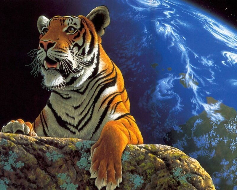 Tiger on a Rock — Orange, Dramatic, Digital Art, Earth, Space, Blue