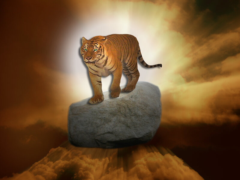 Tiger on a Rock — Orange, Dramatic, Sunset