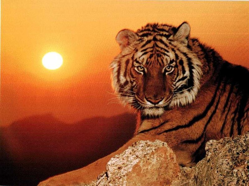 Tiger on a Rock — Orange, Dramatic