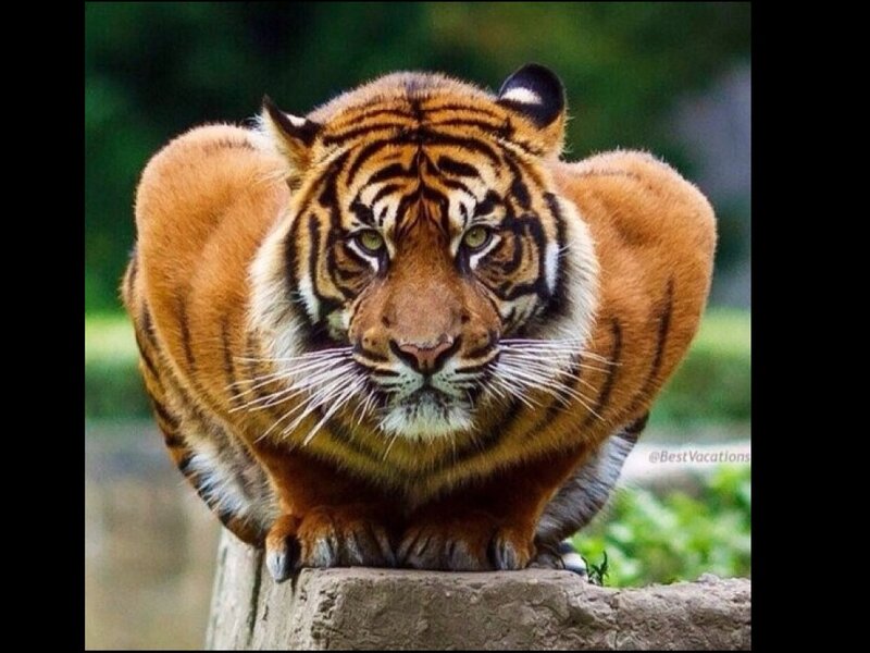 Tiger on a Rock — Orange, Intense, Photograph