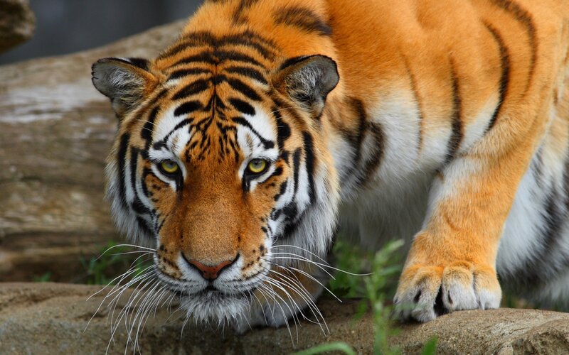 Tiger on a Rock — Orange, Intense