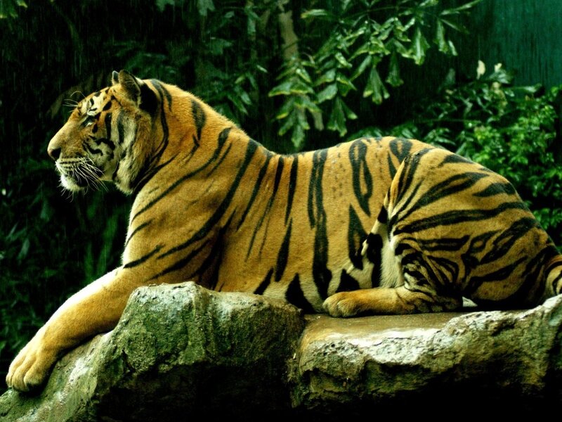 Tiger on a Rock — Orange
