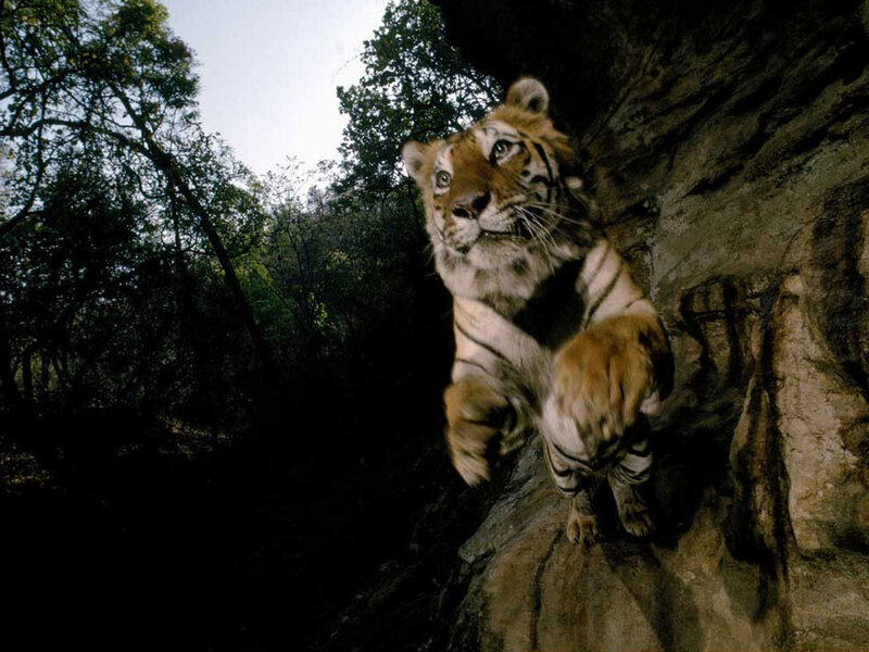 Tiger on a rocky cliff
